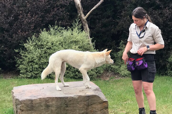 Tour privado de día completo de vida silvestre de Ozzie en Melbourne