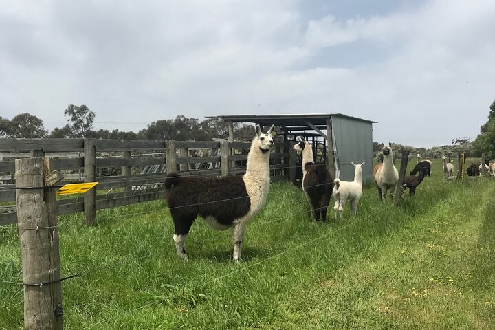 Tour privado de día completo de vida silvestre de Ozzie en Melbourne