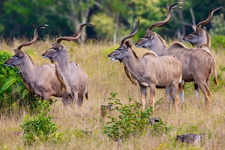 Safari privato di 3 giorni sulla Garden Route da Città del Capo