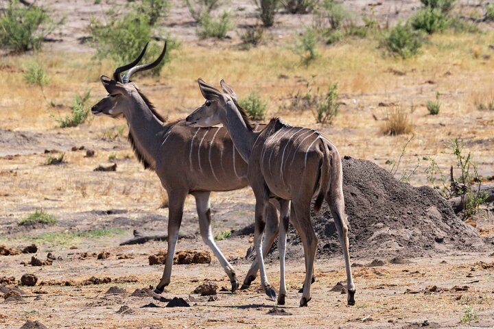 Safari privato di 3 giorni sulla Garden Route da Città del Capo