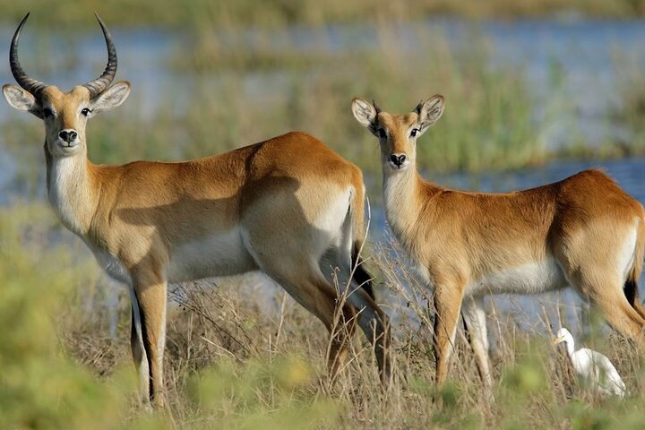 Safari privato di 3 giorni sulla Garden Route da Città del Capo