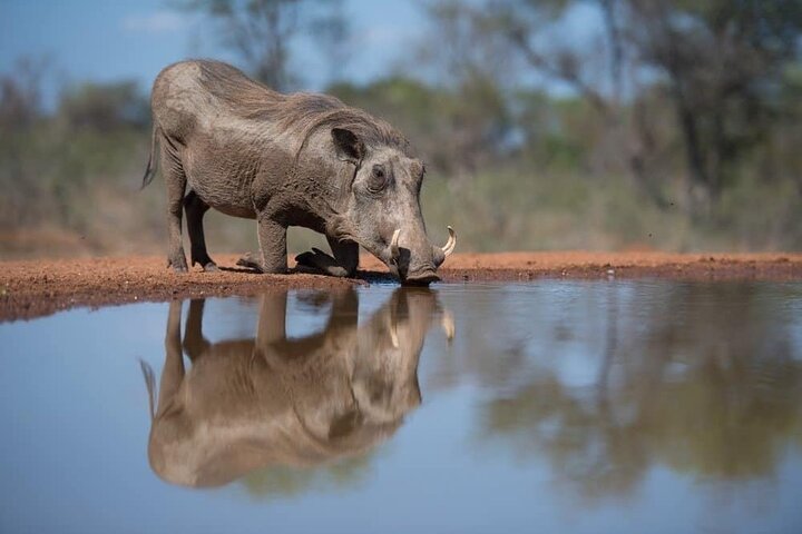 Safari privato di 3 giorni sulla Garden Route da Città del Capo