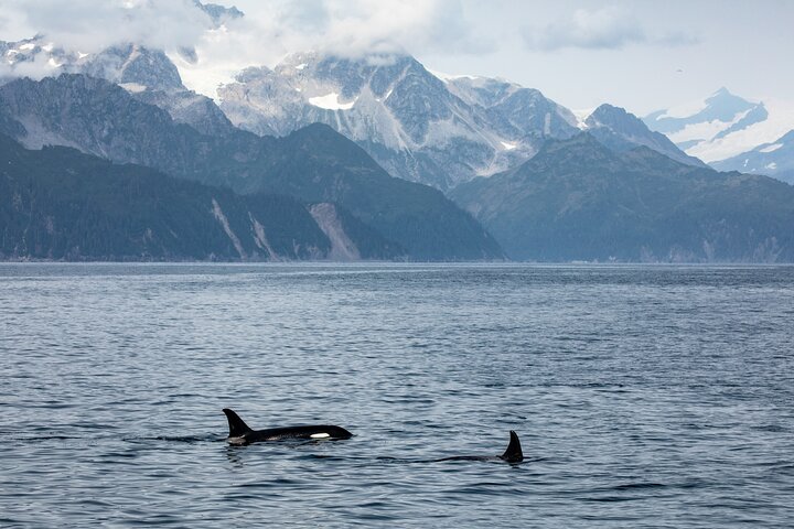 Kenai Fjords National Park Gletscher- und Wildtier-Tour von Seward