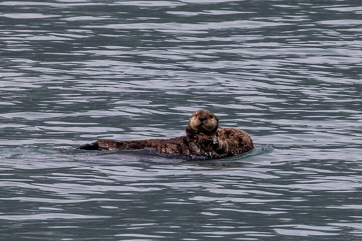 Seward Shore Excursion: Pre- or Post-Cruise Kenai Fjords National Park Tour