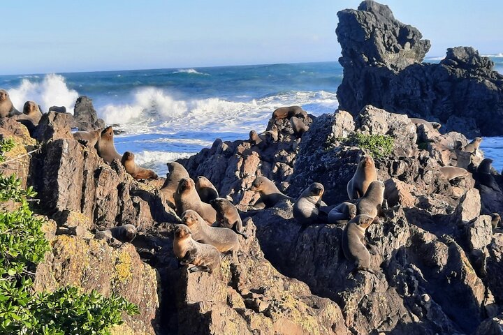 Martinborough Wine and Wild Coast Tour fra Wellington