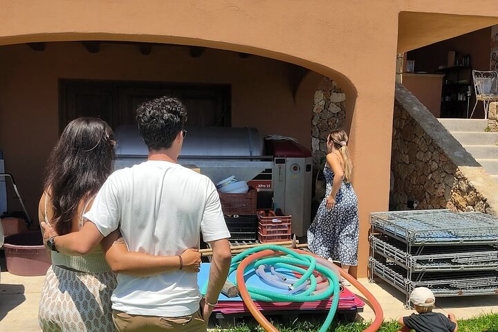 Cefalonia: Experiencia privada de cata de aceite de oliva, miel y vino