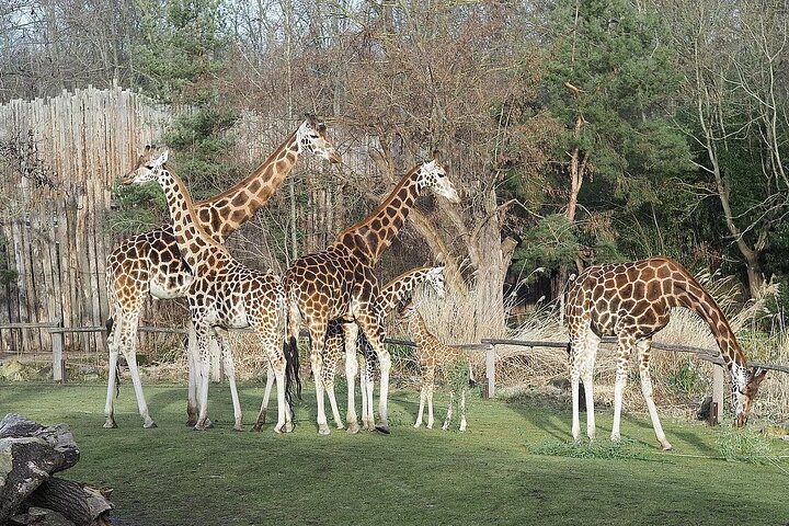 Giraffe Center, Karen Blixen, Kralen en Bomas Culturele Dansen