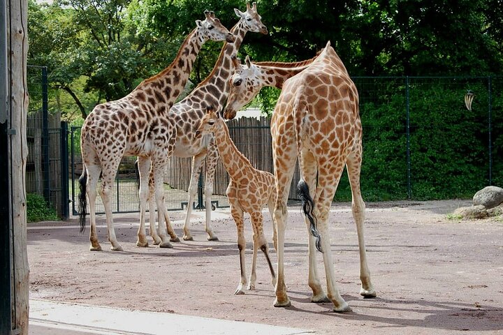 Giraffe Center, Karen Blixen, Kralen en Bomas Culturele Dansen