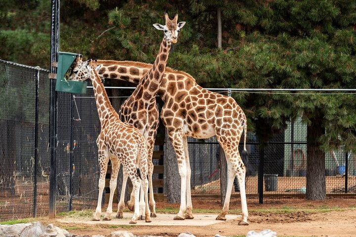 Giraffe Center, Karen Blixen, Kralen en Bomas Culturele Dansen
