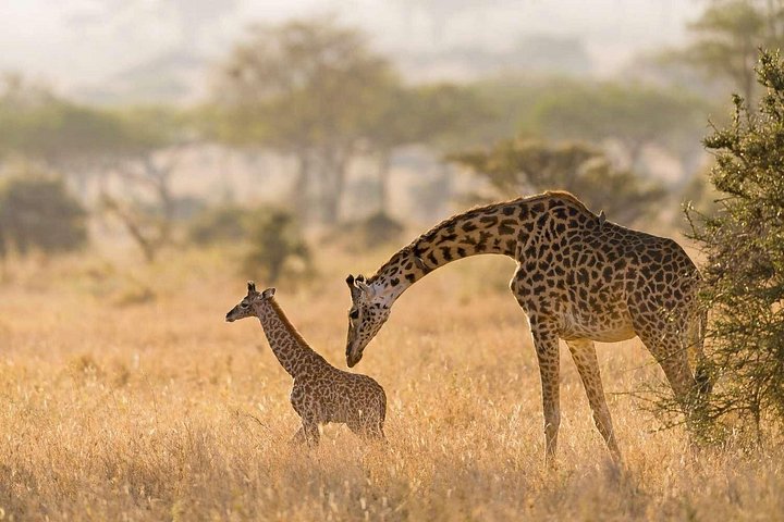 Excursión de un día al Parque Nacional Nairobi Giraffe Center y Karen Blixen