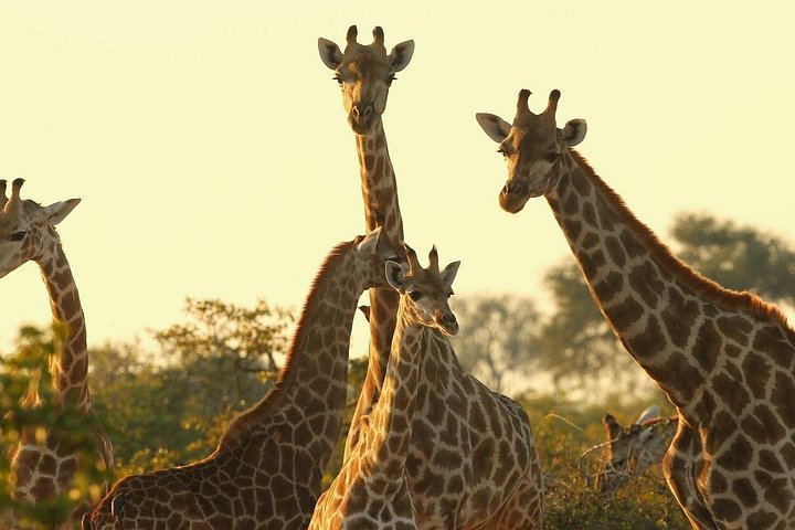 Excursión de un día al Parque Nacional Nairobi Giraffe Center y Karen Blixen
