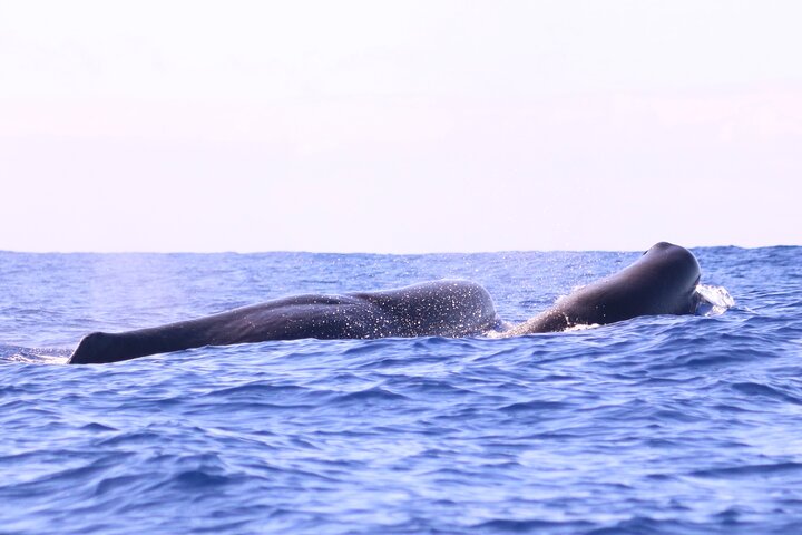 Hval- og delfinsafari i Calheta, Madeira