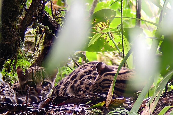 Monteverde Cloud Forest guidad naturvandring med Expert Naturalist