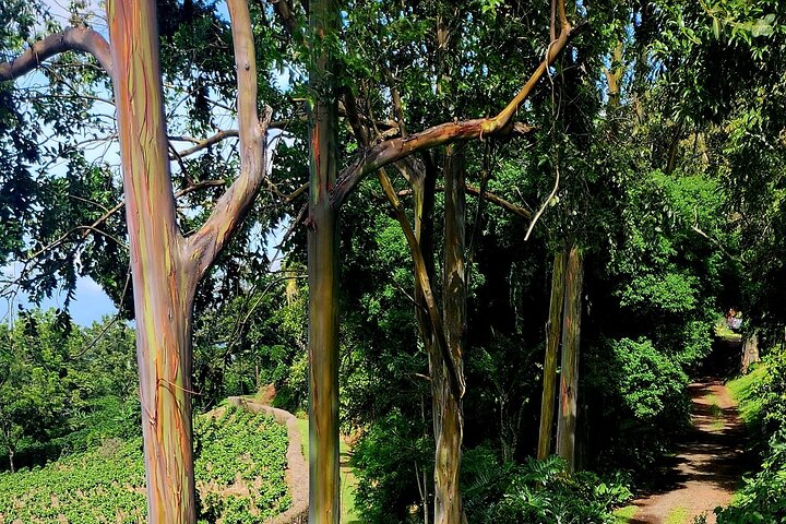 Expérience d'une journée complète sur le volcan Poas, les jardins de la cascade de La Paz et la plantation de café