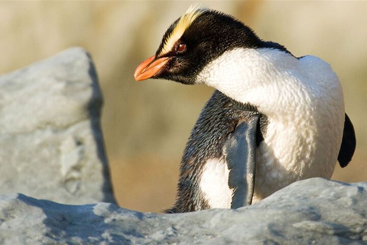 Milford Sound Premium Small Group Tour & Cruise saindo de Queenstown