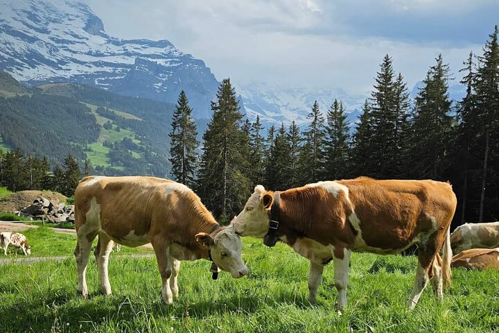 Gemakkelijke plattelandstocht in de Zwitserse Alpen - kindvriendelijk
