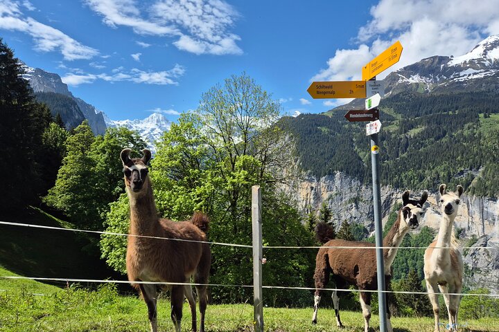 Gemakkelijke plattelandstocht in de Zwitserse Alpen - kindvriendelijk