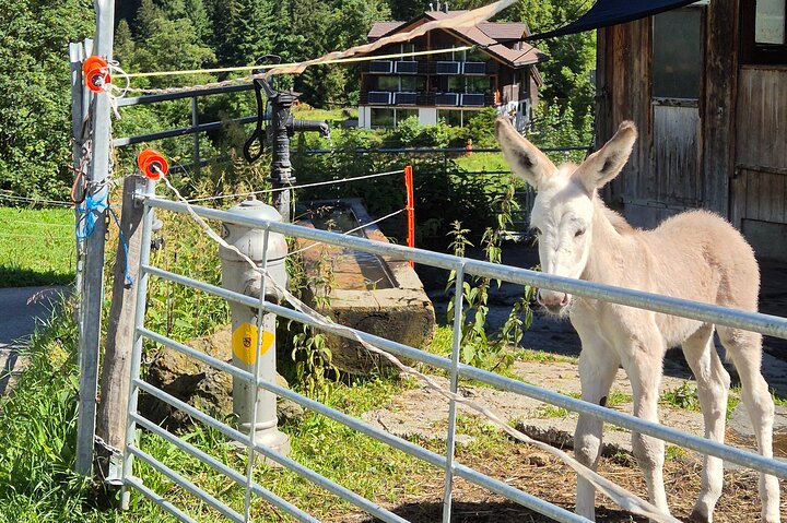 Gemakkelijke plattelandstocht in de Zwitserse Alpen - kindvriendelijk