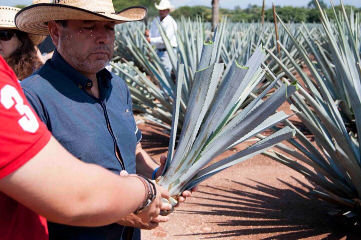 Tequila José Cuervo Verkostungsführung ab Puerto Vallarta