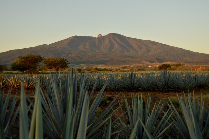 Tequila José Cuervo Verkostungsführung ab Puerto Vallarta