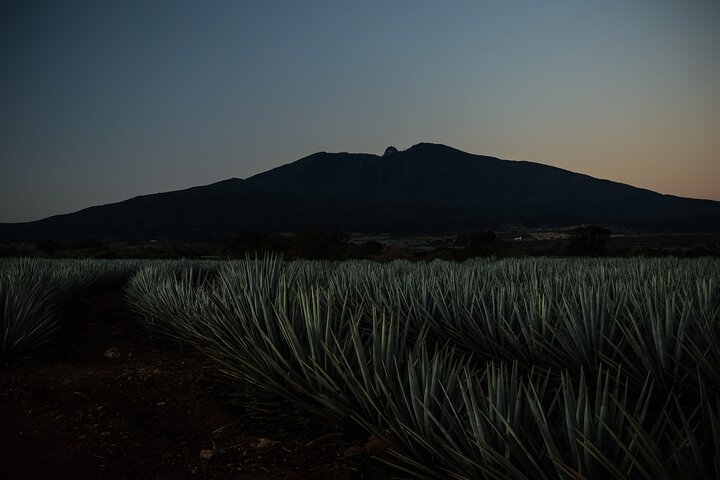 Tequila José Cuervo Verkostungsführung ab Puerto Vallarta