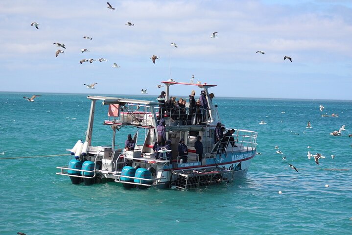 Duiken en bekijken van haaien in een kooi met vervoer vanuit Hermanus