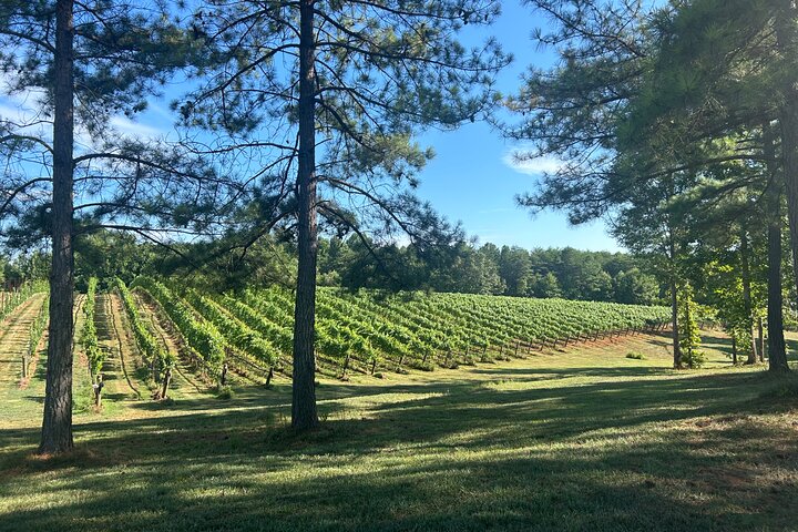 Three Vineyards Halvdag privat vintur från Asheville