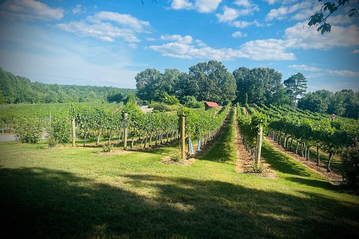 Three Vineyards Halvdag privat vintur från Asheville