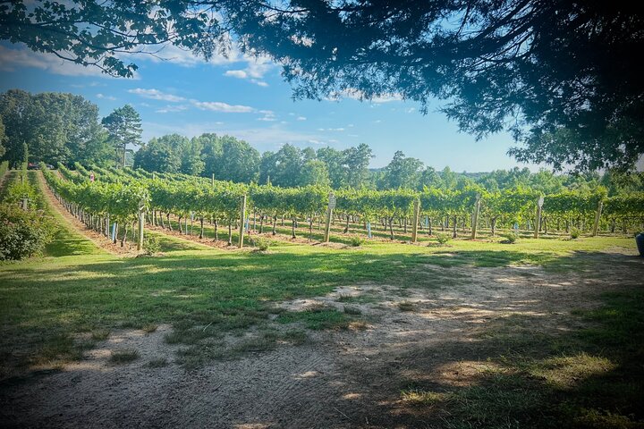 Three Vineyards Halvdag privat vintur från Asheville