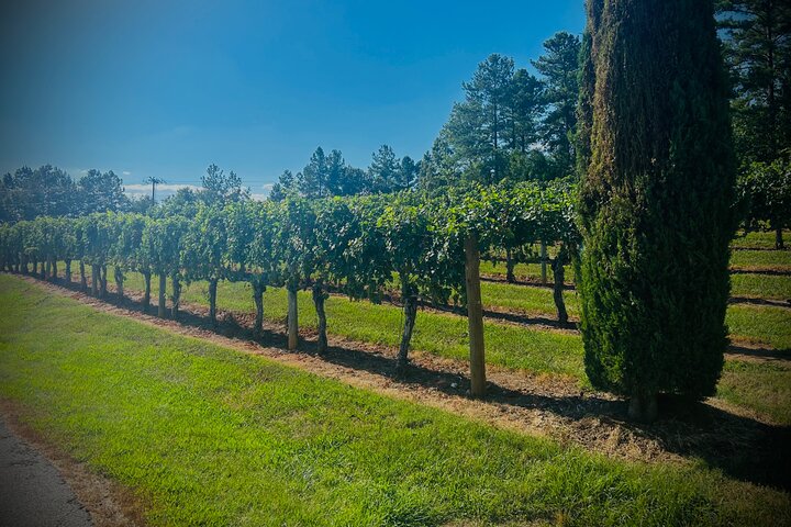 Three Vineyards Halvdag privat vintur från Asheville