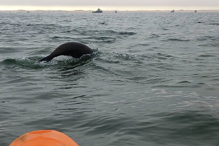 Seal Kayaking and Sandwich Harbour Tour
