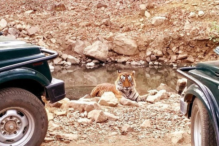 Day Trip from Jaipur to Ranthambore Safari