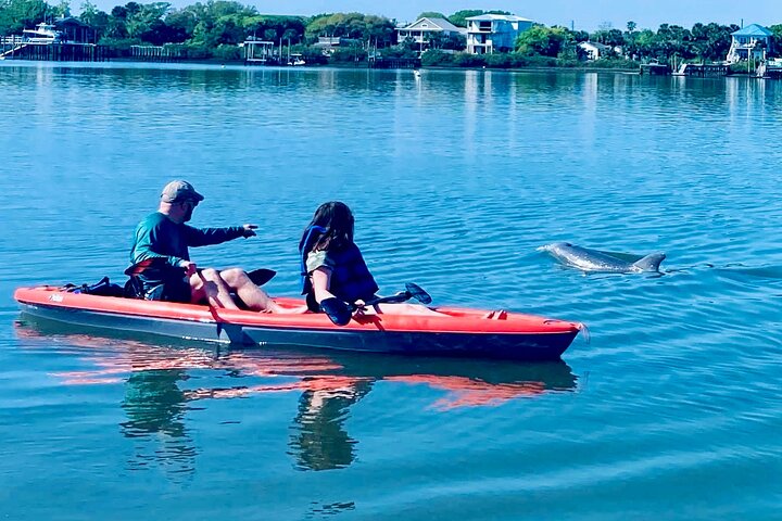 Dolphin, lamantin et tortue marine Aventure en kayak à Saint-Augustin