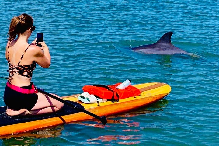 Dolphin, lamantin et tortue marine Aventure en kayak à Saint-Augustin