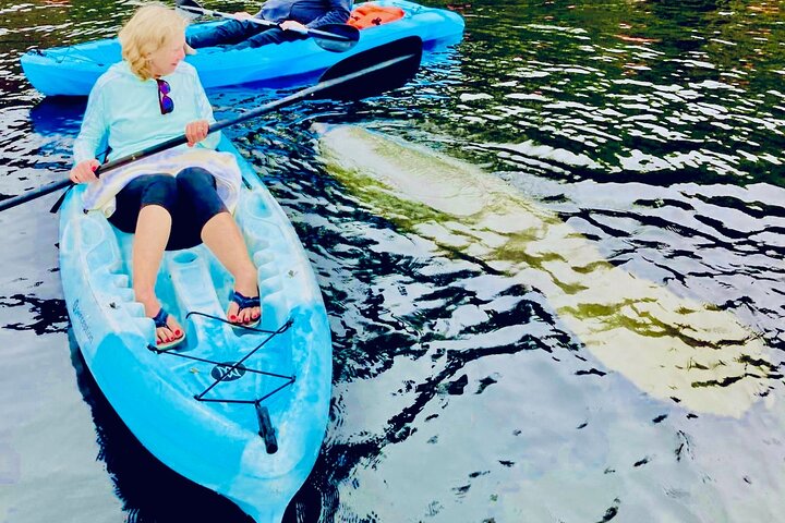 Dolphin, lamantin et tortue marine Aventure en kayak à Saint-Augustin