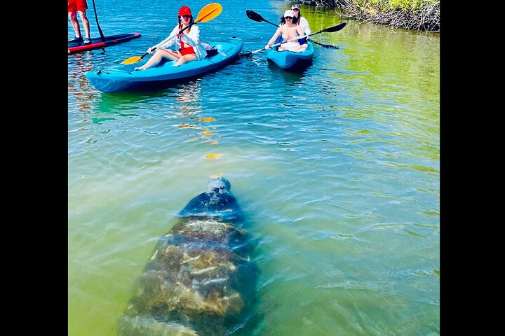 Dolphin, lamantin et tortue marine Aventure en kayak à Saint-Augustin