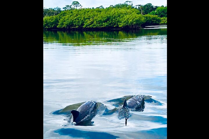 Dolphin, lamantin et tortue marine Aventure en kayak à Saint-Augustin