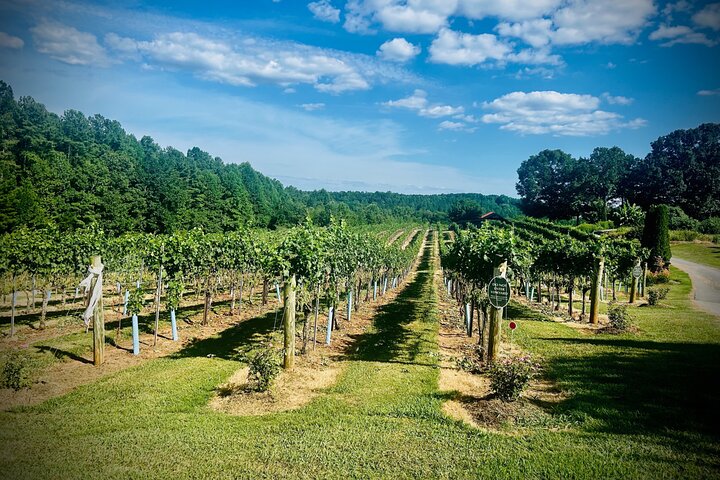 Three Vineyards Halvdag privat vintur från Asheville