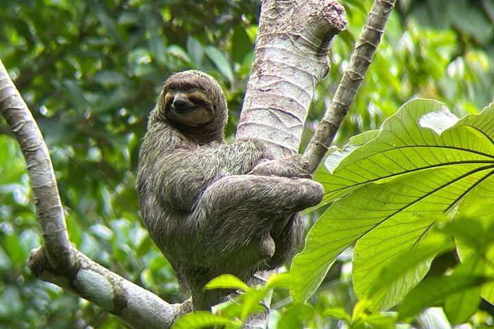 Parc national Manuel Antonio : Visite guidée avec entrée incluse