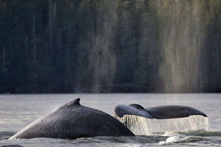 Sitka Walbeobachtung & Wildtier | Am meistgebuchte Tour in Sitka