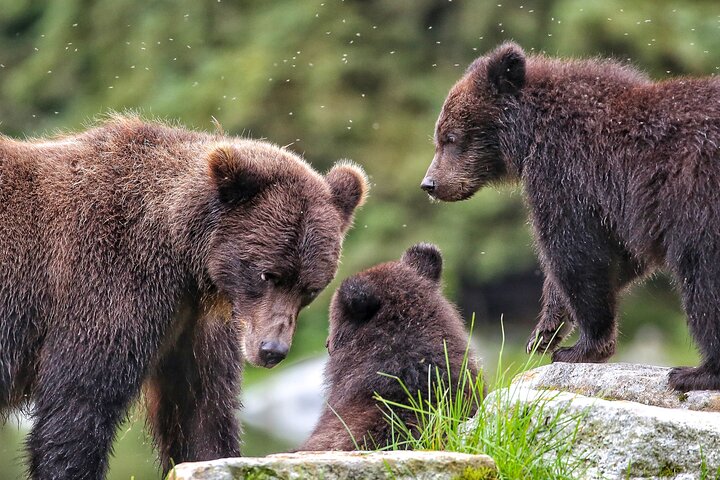 Sitka Walbeobachtung & Wildtier | Am meistgebuchte Tour in Sitka