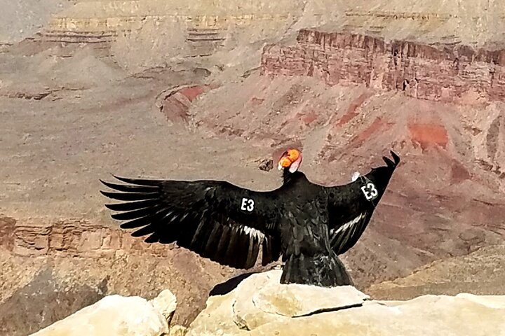 Grand Canyon South Rim Solnedgångstur med middag ingår