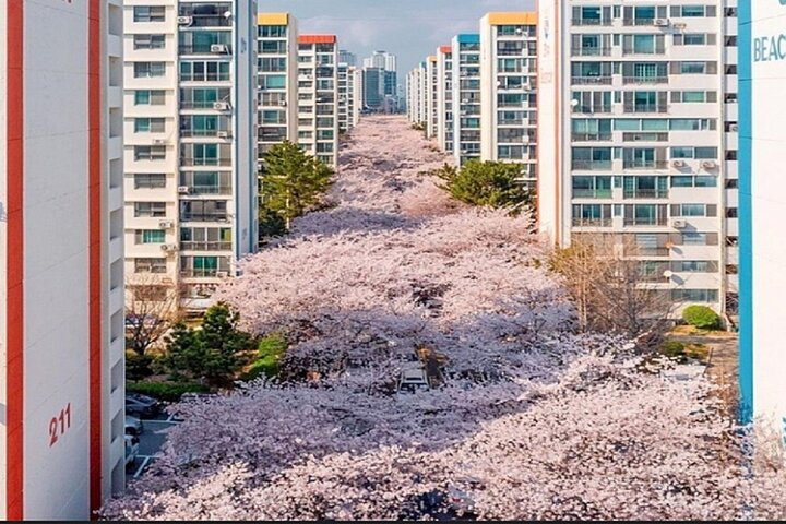 Puerto de cruceros de Busan – Excursión Premium para grupos pequeños (máx. 6 personas)