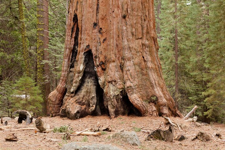 Sequoia en Kings Canyon audiotour Zelfgids Nationaal Park Tour