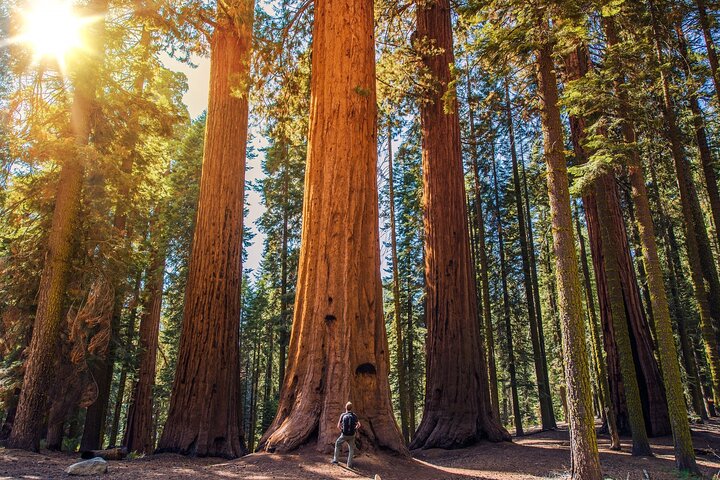 Sequoia National Park självguidad ljudtur