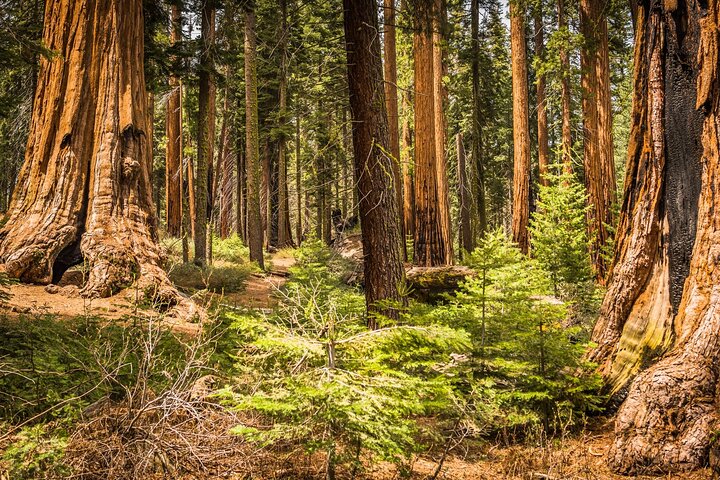 Sequoia National Park självguidad ljudtur