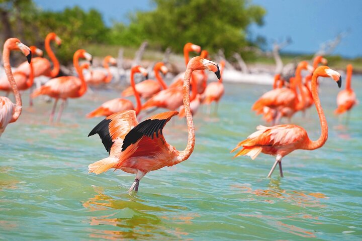 Las Coloradas, Río Lagartos en Playa Cancunito-tour vanuit Mérida