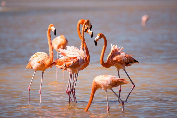 Las Coloradas, Río Lagartos en Playa Cancunito-tour vanuit Mérida