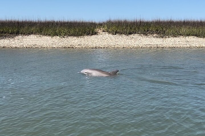 Delfin- und Muschelbeobachtungstour auf Morris Island