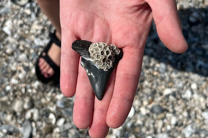 Barrier Island Drop-Off Fossil Jagd Abenteuer!